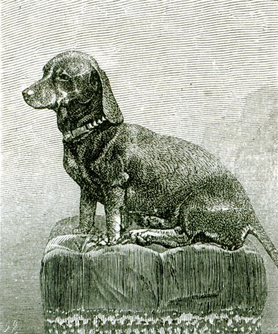 The Dog Jacob, from 